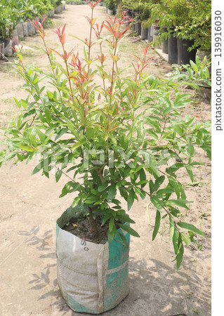 Pomegranate plant in farm for harvest Pomegranate plant in farm for harvest 139916030