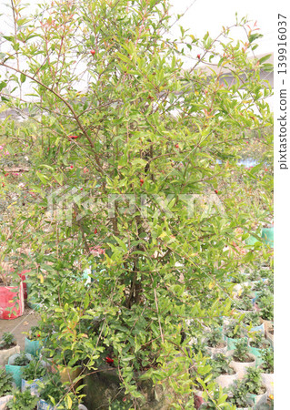 Pomegranate plant in farm for harvest 139916037