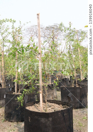 Pomegranate plant in farm for harvest Pomegranate plant in farm for harvest 139916040
