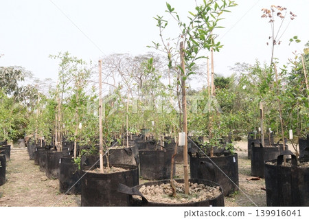 Pomegranate plant in farm for harvest Pomegranate plant in farm for harvest 139916041