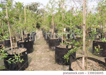 Pomegranate plant in farm for harvest Pomegranate plant in farm for harvest 139916045