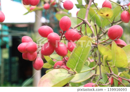 Carissa carandas fruit on tree in farm Carissa carandas fruit on tree in farm 139916093