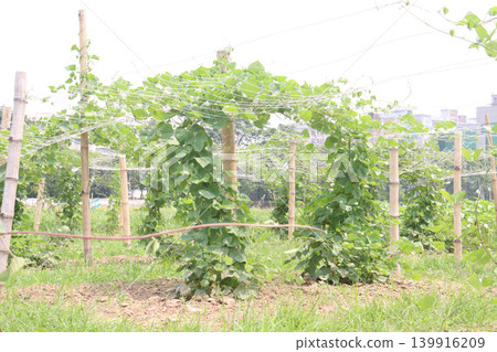 Edamame plant in farm for harvest are cash crops Edamame plant in farm for harvest are cash crops 139916209