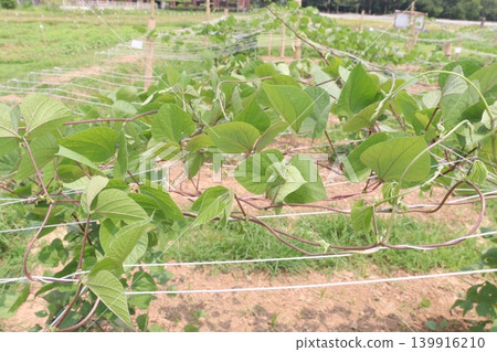 Edamame plant in farm for harvest are cash crops 139916210