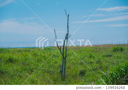 【野付半島】戶原，一片灰色的荒野，橫跨野付半島的頂端。 139916268