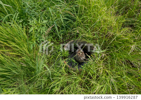 paddy field, rice field, paddy 139916287