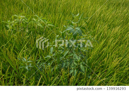 paddy field, rice field, paddy 139916293