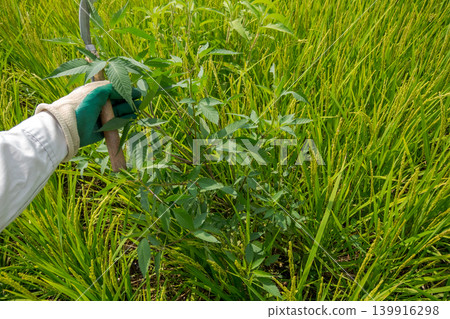 paddy field, rice field, paddy 139916298
