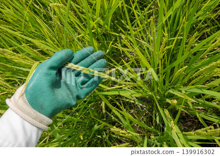 paddy, rice plant, paddy field 139916302