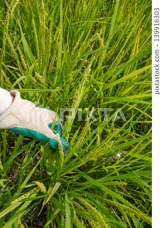 paddy, rice plant, farmer 139916303