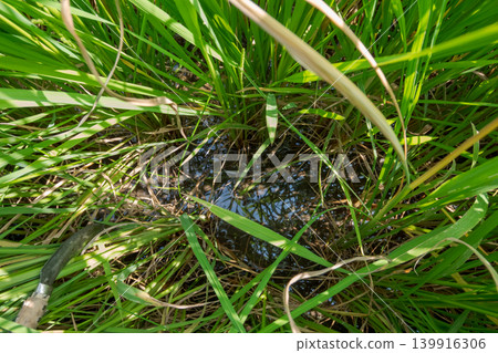paddy field, rice field, paddy 139916306