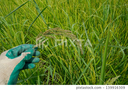 paddy field, rice field, paddy 139916309