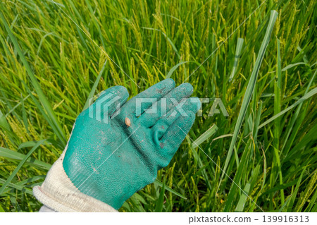 stink bug, paddy field, rice field 139916313