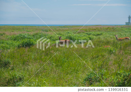 【野付半島】橫跨野付半島頂端的灰色荒野戶原,是北海道鹿棲息的地區。 【野付半島】橫跨野付半島頂端的灰色荒野戶原,是北海道鹿棲息的地區。 139916331