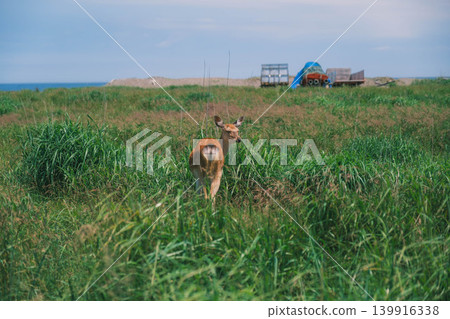 [Notsuke Peninsula] Todowara, a gray wilderness that stretches across the tip of the Notsuke Peninsula, is a landscape inhabited by Hokkaido deer. 139916338