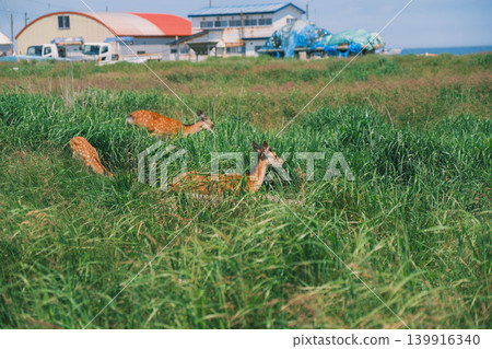 [Notsuke Peninsula] Todowara, a gray wilderness that stretches across the tip of the Notsuke Peninsula, is a landscape inhabited by Hokkaido deer. 139916340