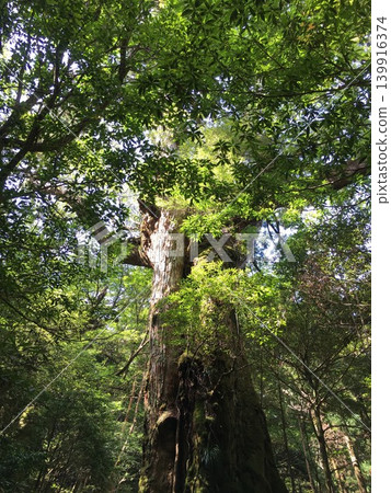 large tree large tree 139916374