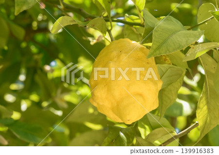 Refreshing lemon scent Refreshing lemon scent 139916383