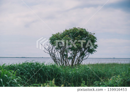 [Notsuke Peninsula] Todowara, a gray wilderness that stretches across the tip of the Notsuke Peninsula. 139916453