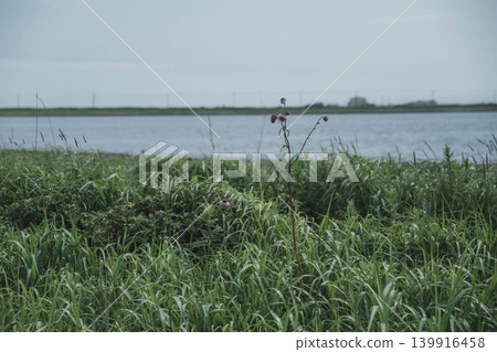 【野付半島】戶原，一片灰色的荒野，橫跨野付半島的頂端。 139916458