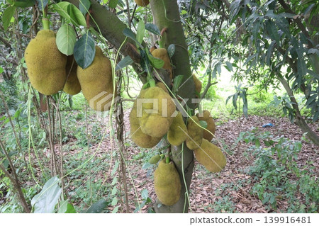 jackfruit on plant in farm for sell are cash crops jackfruit on plant in farm for sell are cash crops 139916481