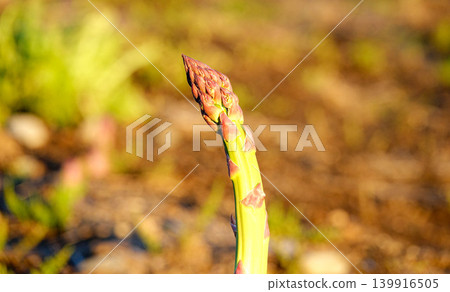 A scene of asparagus fields in Biei Town, Hokkaido, where asparagus grows rapidly. A scene of asparagus fields in Biei Town, Hokkaido, where asparagus grows rapidly. 139916505
