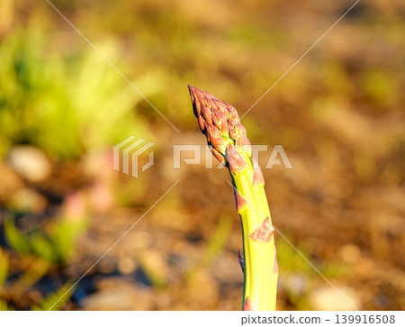 A scene of asparagus fields in Biei Town, Hokkaido, where asparagus grows rapidly. A scene of asparagus fields in Biei Town, Hokkaido, where asparagus grows rapidly. 139916508