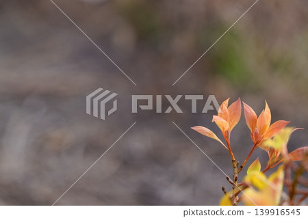 嫩芽在春日的陽光下閃閃發光 嫩芽在春日的陽光下閃閃發光 139916545