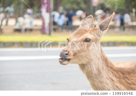 "Nara Prefecture" (May) [Tourist Spot] Deer standing on the approach to Kasuga Taisha Shrine in Nara Prefecture 139916548