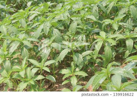 green color jute farm on field green color jute farm on field 139916622