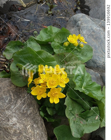 Yellow Ezo goldenrod flowers 139916692