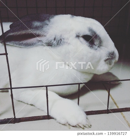 一隻一臉不高興的兔子 一隻一臉不高興的兔子 139916727
