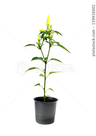 young bush of hot pepper in a black pot isolated on a white background young bush of hot pepper in a black pot isolated on a white background 139916802