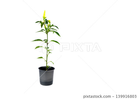 small seedling of hot pepper in a pot on the left isolated on a white background 139916803