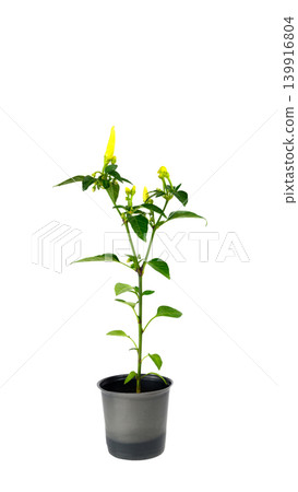 green branch of decorative pepper in a pot isolated on a white background green branch of decorative pepper in a pot isolated on a white background 139916804