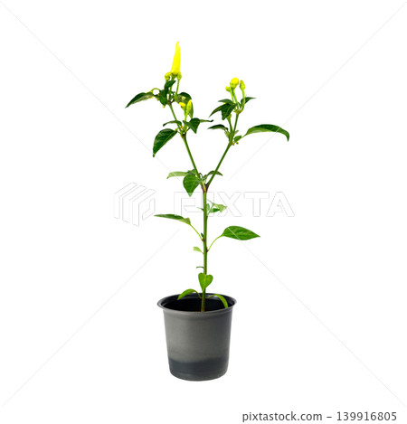 young plant of bitter pepper in a planter isolated on a white background young plant of bitter pepper in a planter isolated on a white background 139916805