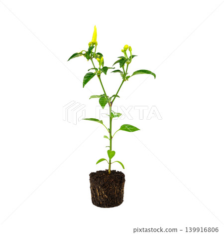 root of pepper seedling with soil without a pot isolated on a white background root of pepper seedling with soil without a pot isolated on a white background 139916806