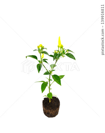 bush of young pod pepper in a clod of earth isolated on white background bush of young pod pepper in a clod of earth isolated on white background 139916811