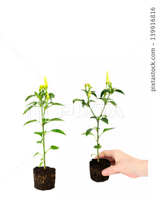 two bushes of indoor chili pepper seedlings with a hand isolated on white background two bushes of indoor chili pepper seedlings with a hand isolated on white background 139916816