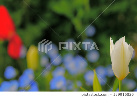 A blurred background of white tulips blooming in a spring garden. A blurred background of white tulips blooming in a spring garden. 139916826