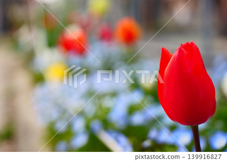 Red tulips bathed in warm light 139916827