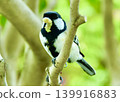 A male great tit carrying a moth larva to a chick in a nest box. 139916883