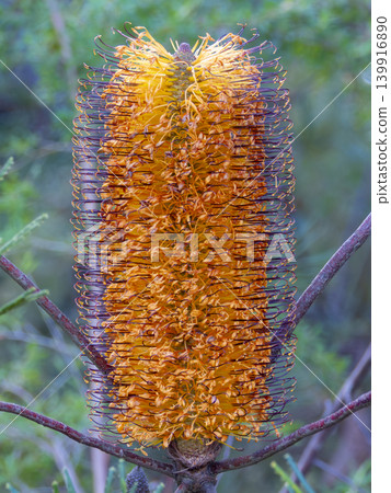 A vibrant Banksia flower in a forest in the Blue Mountains A vibrant Banksia flower in a forest in the Blue Mountains 139916890