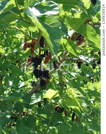 Mulberries that have begun to ripen and turn black 139916914