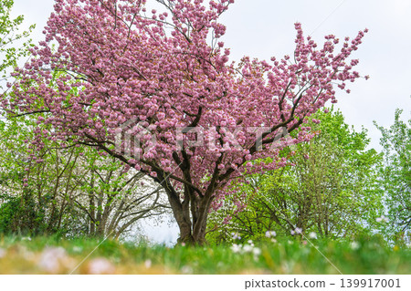 Cherry Blossom Tree in Full Bloom, Springtime in Park, Pink Flowers Against Sky, Beautiful Nature Cherry Blossom Tree in Full Bloom, Springtime in Park, Pink Flowers Against Sky, Beautiful Nature 139917001