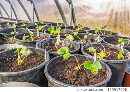 Strawberry plants growing in pots inside greenhouse, commercial fruit production concept Strawberry plants growing in pots inside greenhouse, commercial fruit production concept 139917008