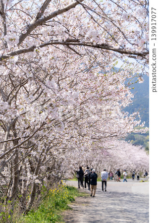 [Katsuura Cherry Blossom Festival] Cherry trees in full bloom along the street 139917077