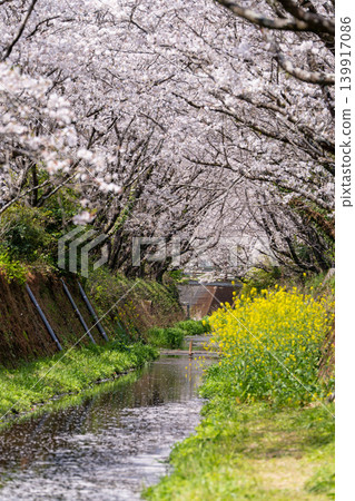 [Katsuura Cherry Blossom Festival] Cherry trees in full bloom along the street 139917086