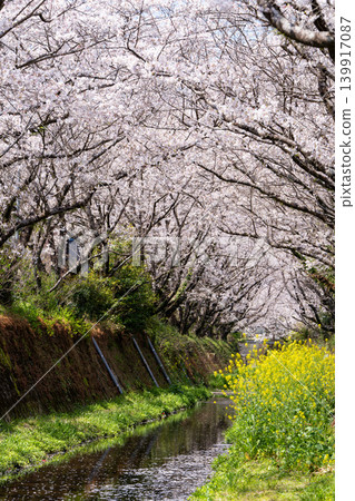 [Katsuura Cherry Blossom Festival] Cherry trees in full bloom along the street 139917087