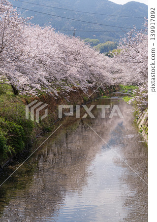 [Katsuura Cherry Blossom Festival] Cherry trees in full bloom along the street 139917092